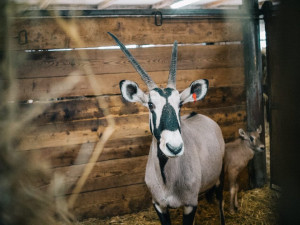 87575499_506163283663293_5668785595774664704_n