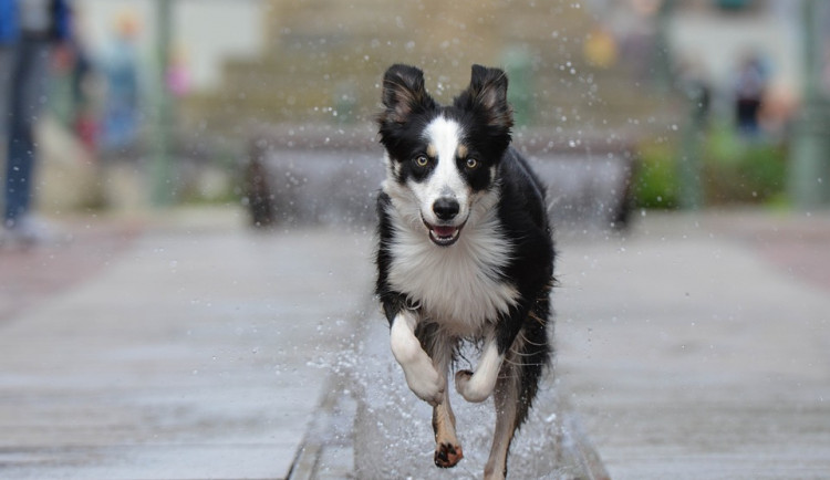 ilustrační fotografie