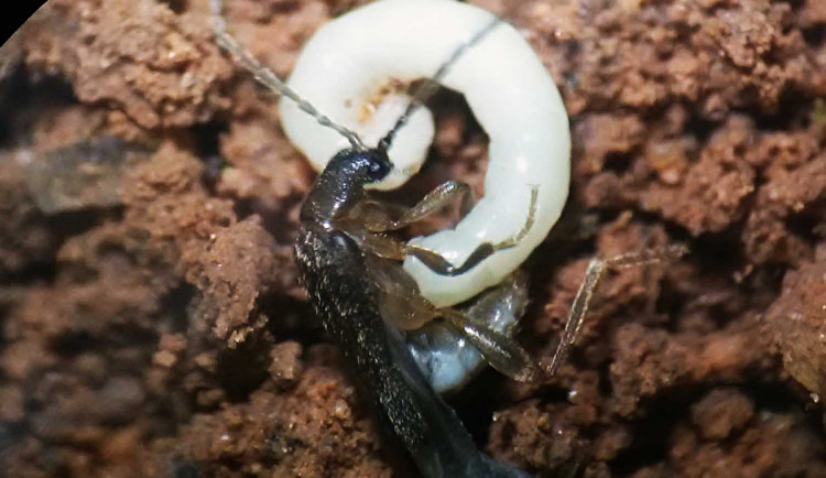 Kopulace nového druhu Jurasai