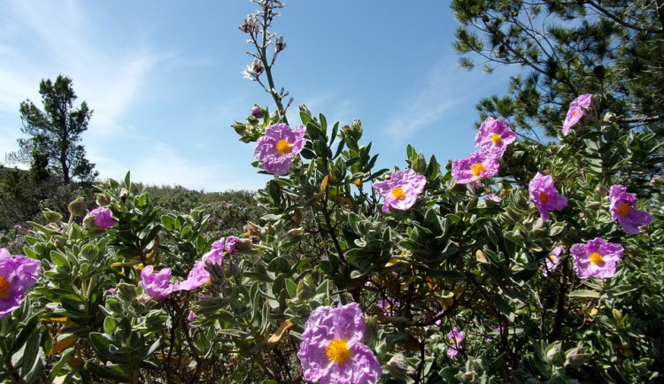 ilustrační fotografie