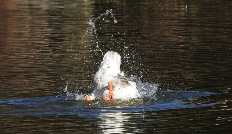 goose-3996975_960_720