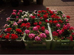 Tip na přečkání koronavirové pandemie? Zahradničte, říká majitel Zahradnictví Krejčíř