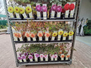 Tip na přečkání koronavirové pandemie? Zahradničte, říká majitel Zahradnictví Krejčíř