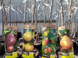 Tip na přečkání koronavirové pandemie? Zahradničte, říká majitel Zahradnictví Krejčíř