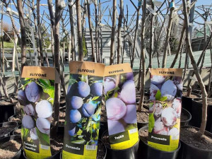 Tip na přečkání koronavirové pandemie? Zahradničte, říká majitel Zahradnictví Krejčíř