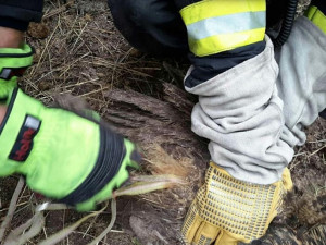 Hasiči zachraňovali sovu zamotanou do elektrického ohradníku