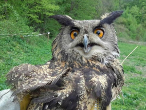 Hasiči zachraňovali sovu zamotanou do elektrického ohradníku