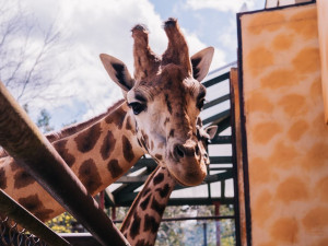 FOTOGALERIE: V olomoucké zoo se narodila žirafa. Toto jsou její první krůčky