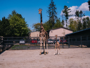 FOTOGALERIE: V olomoucké zoo se narodila žirafa. Toto jsou její první krůčky