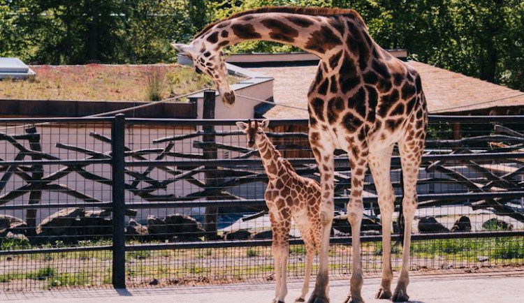 FOTOGALERIE: V olomoucké zoo se narodila žirafa. Toto jsou její první krůčky