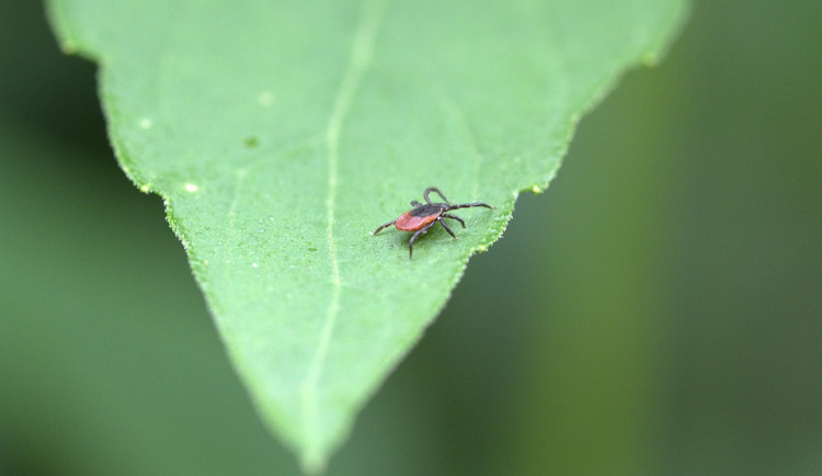 ilustrační fotografie
