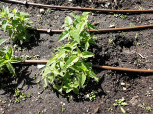 FOTO: Zloděj řádil v botanické zahradě. Ze záhonu pro nevidomé vytrhal tři desítky rostlin
