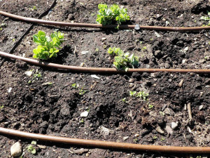 FOTO: Zloděj řádil v botanické zahradě. Ze záhonu pro nevidomé vytrhal tři desítky rostlin
