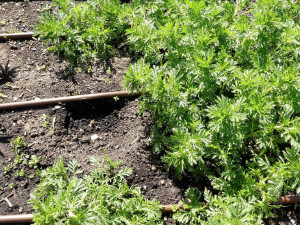 FOTO: Zloděj řádil v botanické zahradě. Ze záhonu pro nevidomé vytrhal tři desítky rostlin