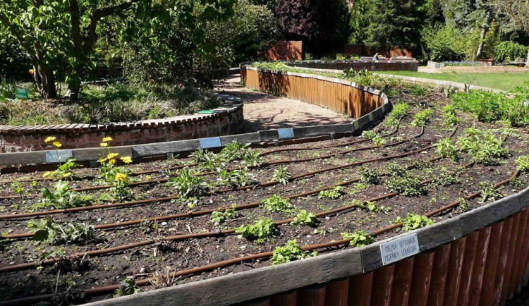 FOTO: Zloděj řádil v botanické zahradě. Ze záhonu pro nevidomé vytrhal tři desítky rostlin
