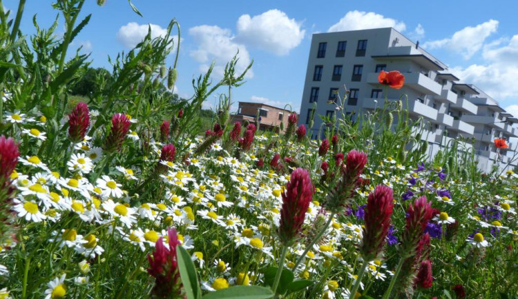 Prostějov rozšiřuje plochu květnatých luk, zabírají tisíce metrů