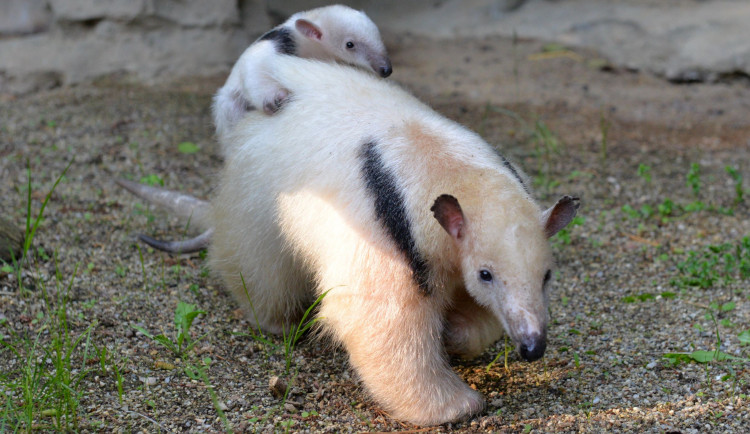 Další přírůstek mezi mravenečníky v olomoucké zoo. S lenochody tam tvoří jednu rodinu