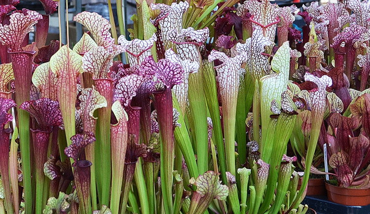 V Olomouci byla zahájena unikátní výstava masožravek z celého světa