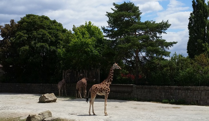 Na pokrytí ztrát způsobených v době koronaviru dá kraj dvorské zoo 13 milionů korun