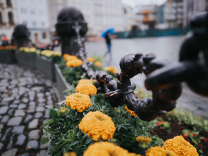 FOTO: Na olomouckém Horním náměstí vykvetl Sloup Nejsvětější Trojice. Jak se vám líbí?