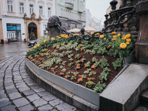 FOTO: Na olomouckém Horním náměstí vykvetl Sloup Nejsvětější Trojice. Jak se vám líbí?