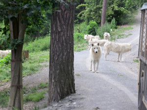 FOTO: První vlčí safari v republice! Olomoucká zoo dnes zahájila provoz safarivláčku