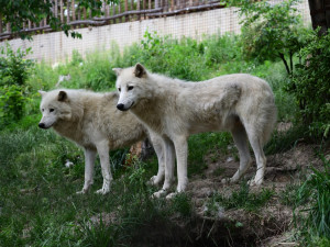 FOTO: První vlčí safari v republice! Olomoucká zoo dnes zahájila provoz safarivláčku
