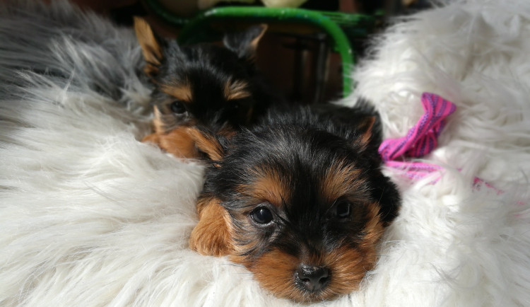 Žena doma opakovaně týrala psy za účelem zisku. Hrozí jí pět let vězení