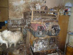 Policisté obvinili chovatelku psů z týrání zvířat. V jejím domě bylo čtyřicet zbídačených psů, obchodovala s nimi