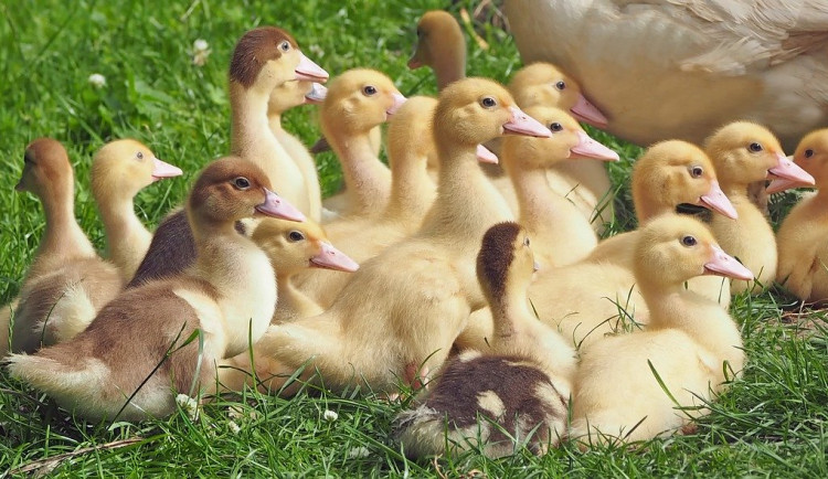 Ztratila se housata. Můžou být i v ohrožení života