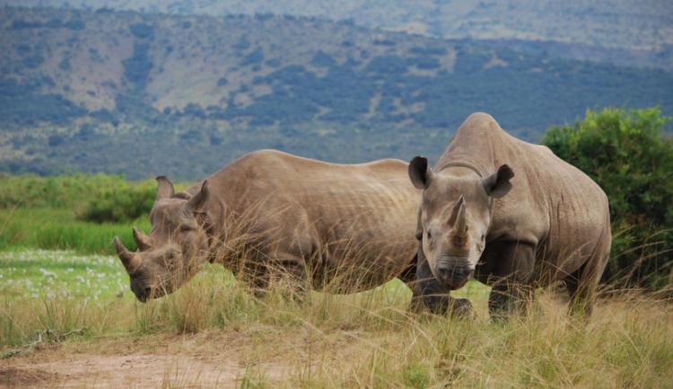 Dvojice nosorožců z královédvorské zoo už žije ve Rwandě samostatně