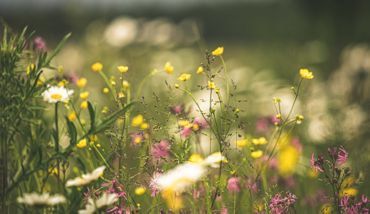 Olomouc reaguje na hrozící sucho změnou režimu v sečení trávy i zakládáním luk