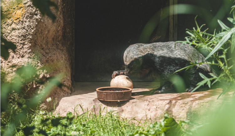 FOTO: Medojed a hyeny ze zoo ve Dvoře dostali pštrosí vejce, udolávali ho dlouhé desítky minut