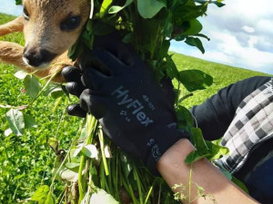 Každoročně zemřou na loukách stovky tisíc mláďat. Jejich ochrana nemůže stát jen na dobrovolnících, říká Pavla Benettová