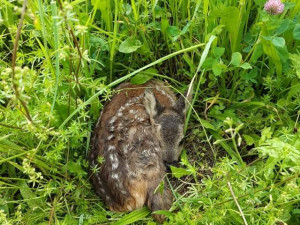 Každoročně zemřou na loukách stovky tisíc mláďat. Jejich ochrana nemůže stát jen na dobrovolnících, říká Pavla Benettová