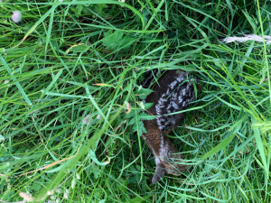 Každoročně zemřou na loukách stovky tisíc mláďat. Jejich ochrana nemůže stát jen na dobrovolnících, říká Pavla Benettová