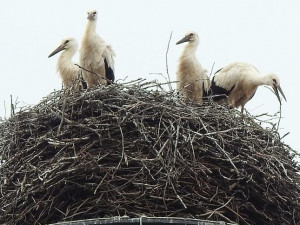 Pomozte ornitologům posčítat čápata na hnízdech. Cenný je jakýkoliv údaj