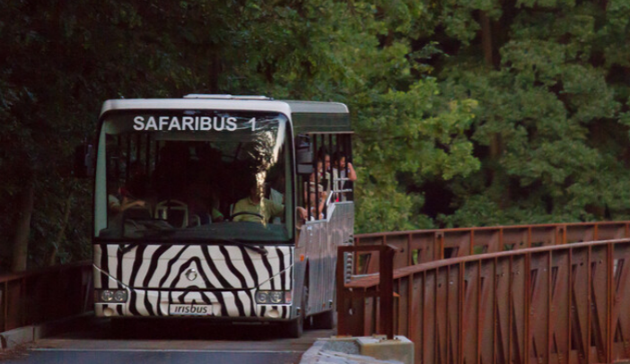 V dvorském Safari Parku probíhají nově večerní jízdy Safaribusem, do konce srpna budou denně