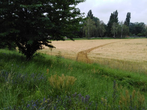 VIDEO: Řidič ujížděl hlídce z Řepčína až k Hradisku, kde skončil v poli. Policisté u něj našli několik gramů pervitinu