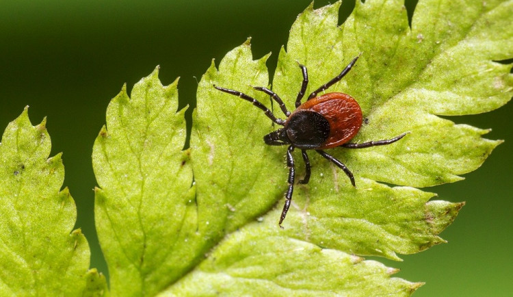 V kraji je oproti předešlým rokům méně nakažených encefalitidou i boreliózou. Klíšťat je ale hodně