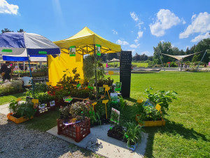 FOTO: Výstava růží v olomouckém Rozáriu o víkendu přivítala více než dva tisíce návštěvníků