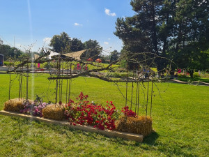 FOTO: Výstava růží v olomouckém Rozáriu o víkendu přivítala více než dva tisíce návštěvníků