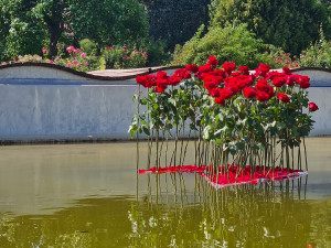 FOTO: Výstava růží v olomouckém Rozáriu o víkendu přivítala více než dva tisíce návštěvníků