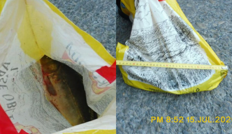 Opilec chytil na pytlačku kapra a stihl ho u vody prodat. Vše ale mělo šťastný konec