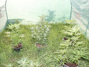 Desítky rostlin konopí, kila sušené marihuany, hašiš i pervitin našli policisté při domovní prohlídce dealera