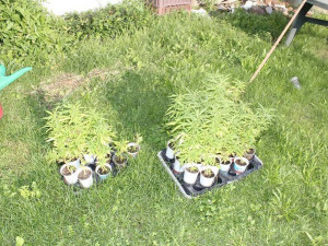 Desítky rostlin konopí, kila sušené marihuany, hašiš i pervitin našli policisté při domovní prohlídce dealera