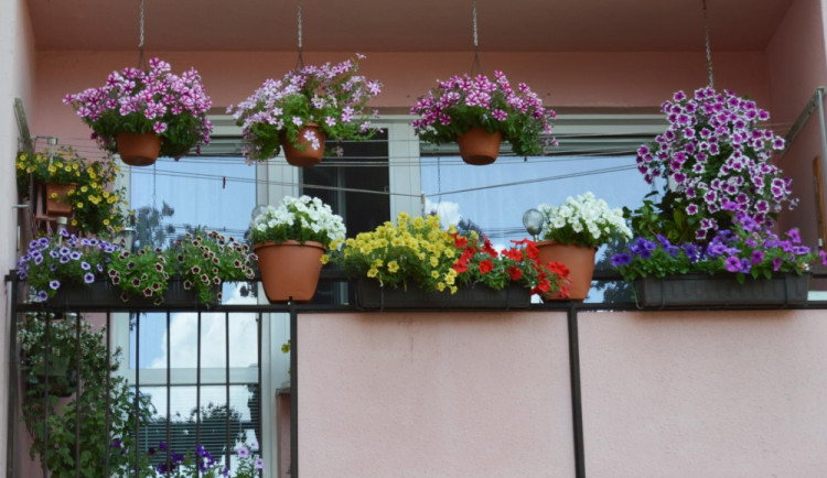 Květinová soutěž potrvá do konce srpna. Výzdoba se hodnotí v různých kategoriích