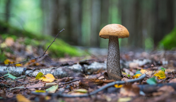 I přes deště a vysoké teploty zatím houby tolik nerostou