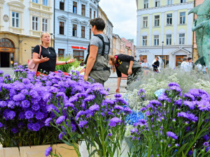 FOTO: Po Sloupu Nejsvětější Trojice vykvetla i vedlejší Arionova kašna. Tentokrát bílými a modrými květy