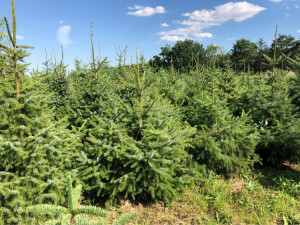 U Prostějova se začínají prodávat vánoční stromky. V prosinci ho zákazníkovi dovezou až domů